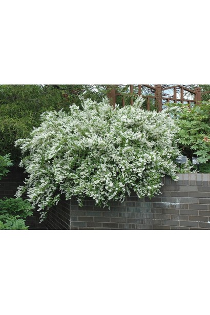 Дейція Ніко весільні квіти